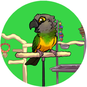 NU Perch